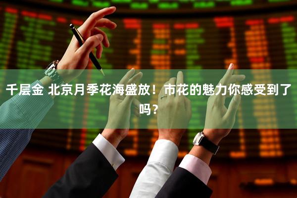 千层金 北京月季花海盛放！市花的魅力你感受到了吗？